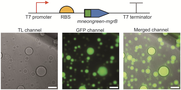 Schematic of linear DNA for synthesis of mNeonGrean-MgrB and microscopy images of fusion protein in lipid sponge droplets