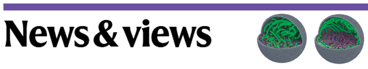 Image shows text News and Views next to two synthetic cells with cytoskeleton fibres